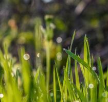 close up of long grass with dew